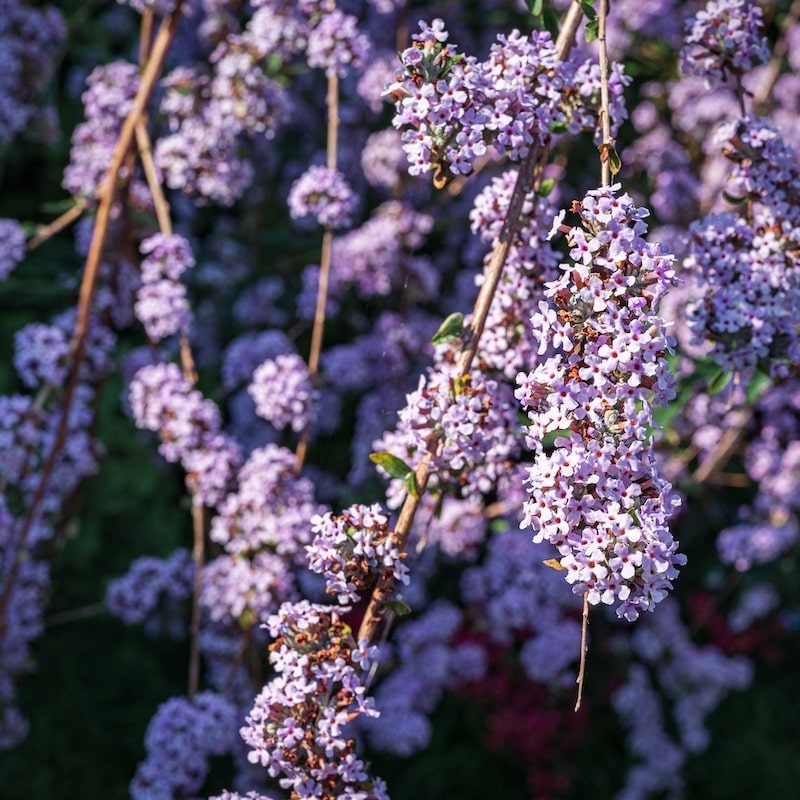 ekstrakt z buddleja officinalis