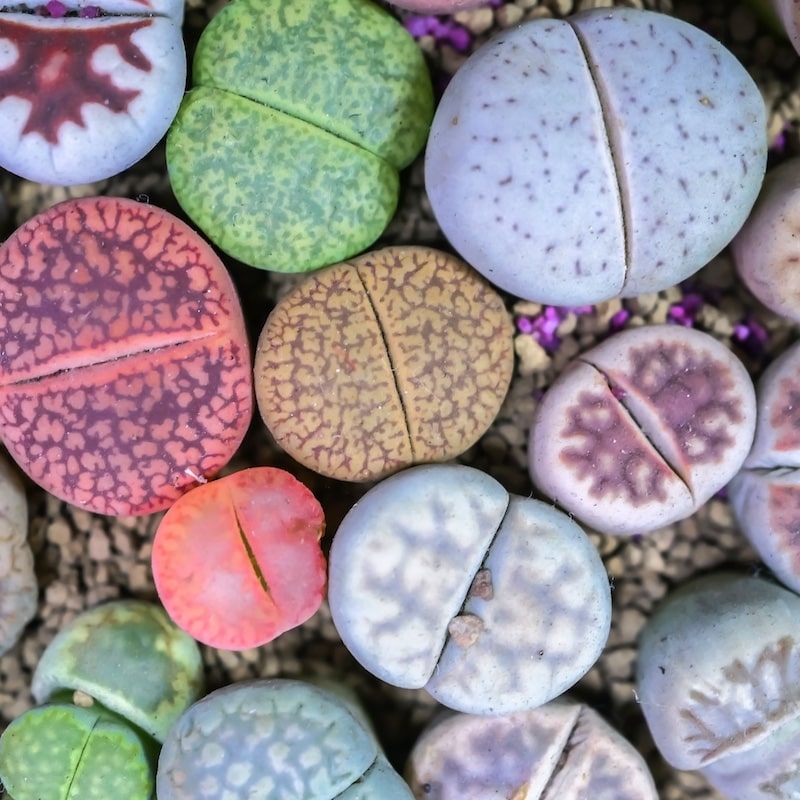 nectaria lithops